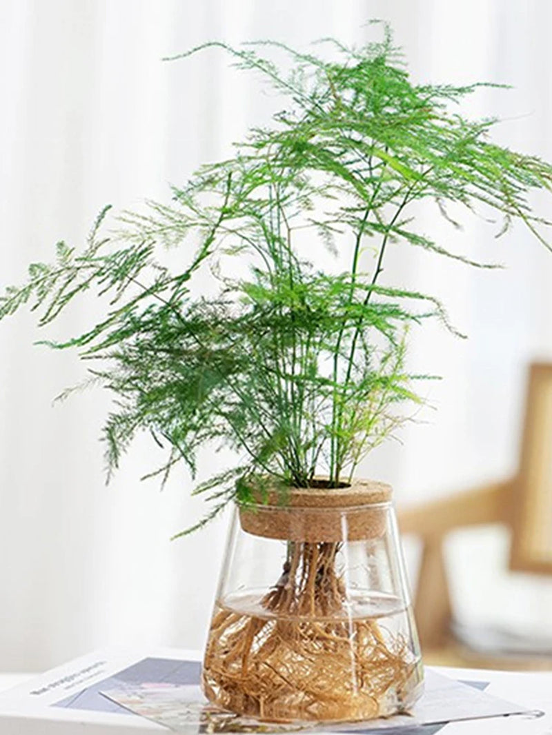 Hydroponic Plant Home Vase Decor Transparent Hydroponic Flower Pot Soilless Plant Pots Office Desktop Green Plants Pot Potted