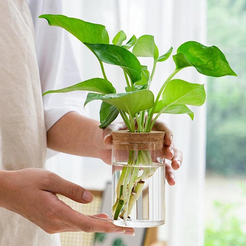 Hydroponic Plant Home Vase Decor Transparent Hydroponic Flower Pot Soilless Plant Pots Office Desktop Green Plants Pot Potted