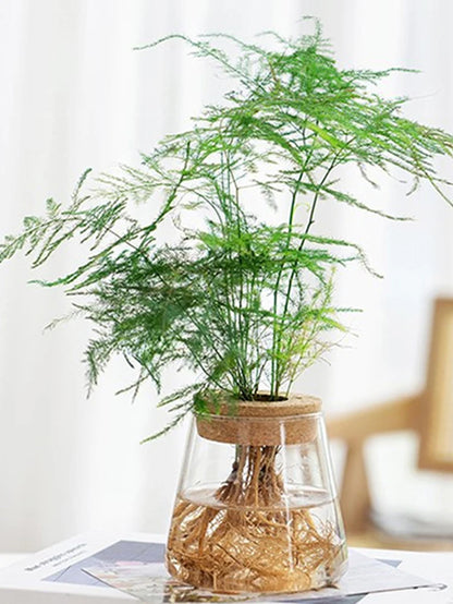 Hydroponic Plant Home Vase Decor Transparent Hydroponic Flower Pot Soilless Plant Pots Office Desktop Green Plants Pot Potted